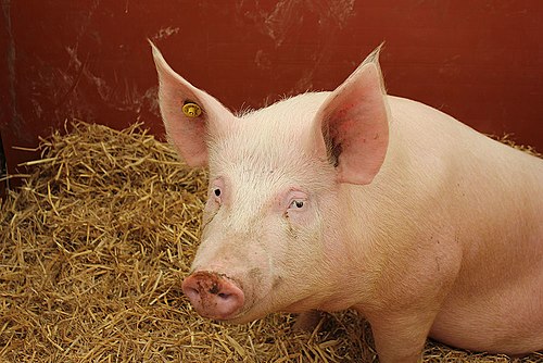 porc large white