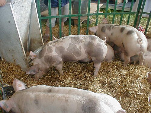 porc piétrain