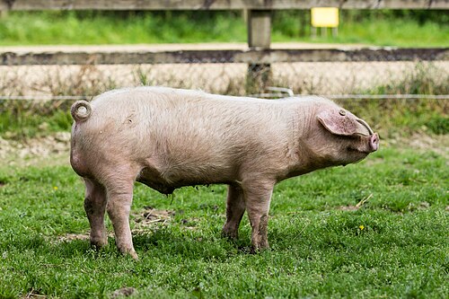 Porc blanc de l'Oues à l'Écomusée du pays de Rennes