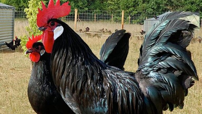 poule caussade