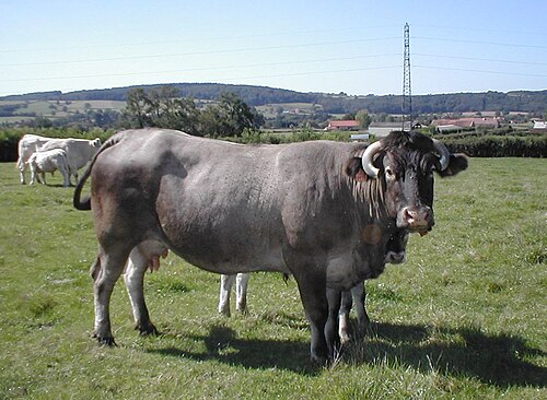vache-Bazadaise