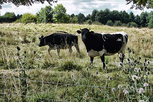 vache Bordelaise