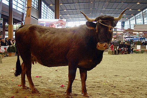 vache Casta (Aure-et-Saint-Girons)