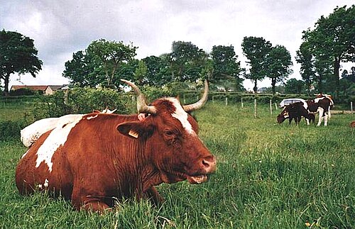 vache Ferrandaise