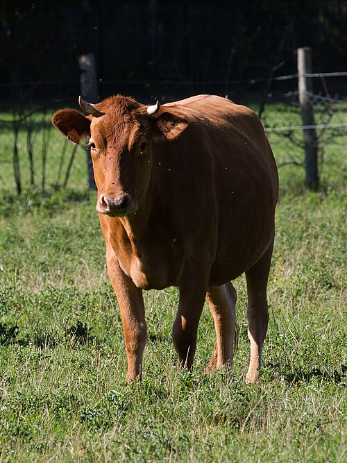 vache Froment du Léon