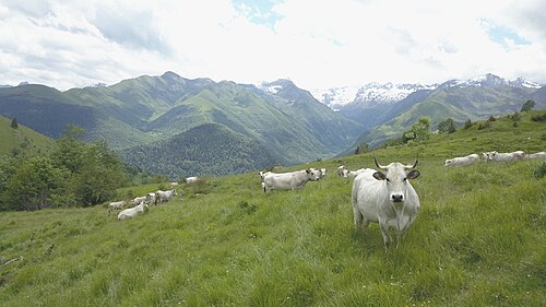 vache Gascogne des Pyrénées