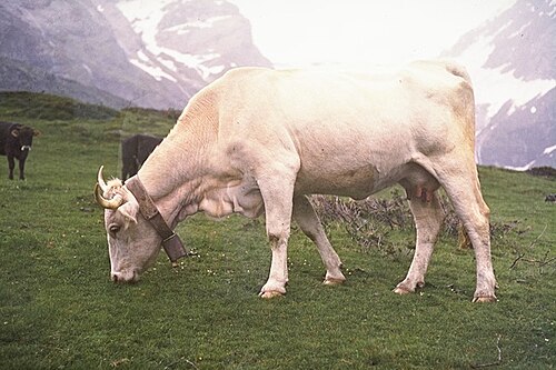 vache Lourdaise