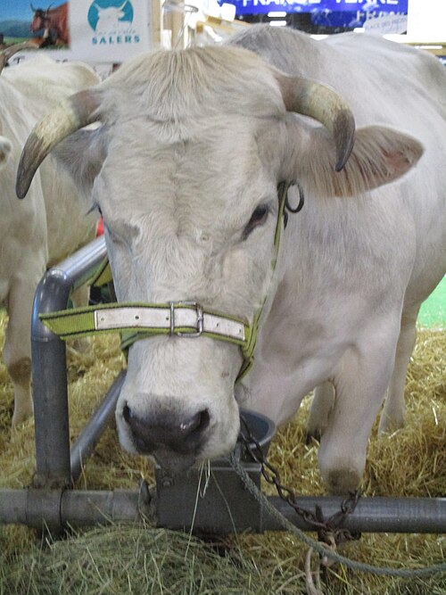 vache Mirandaise
