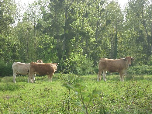 vache Nantaise