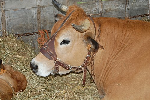vache Parthenaise