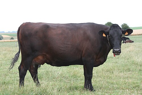 vache Rouge Flamande