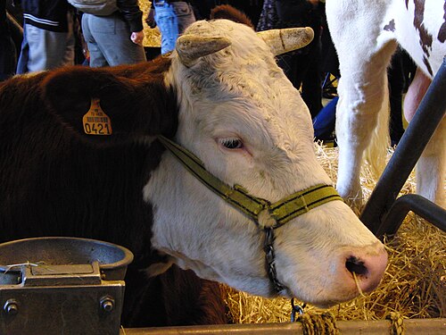 vache Saosnoise