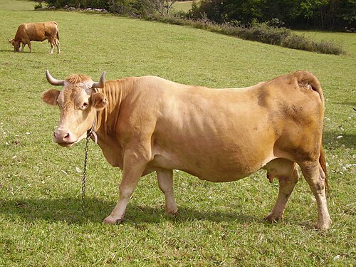 vache Villard-de-Lans