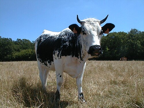 vache Vosgienne