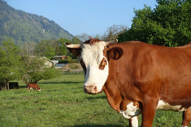 vache abondance