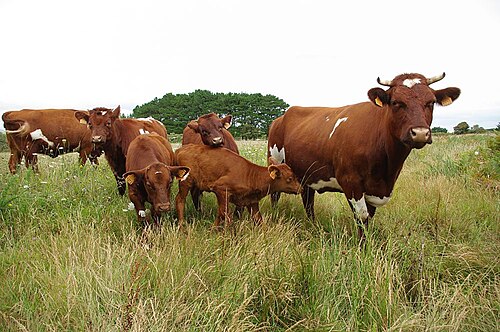 vache armoricaine