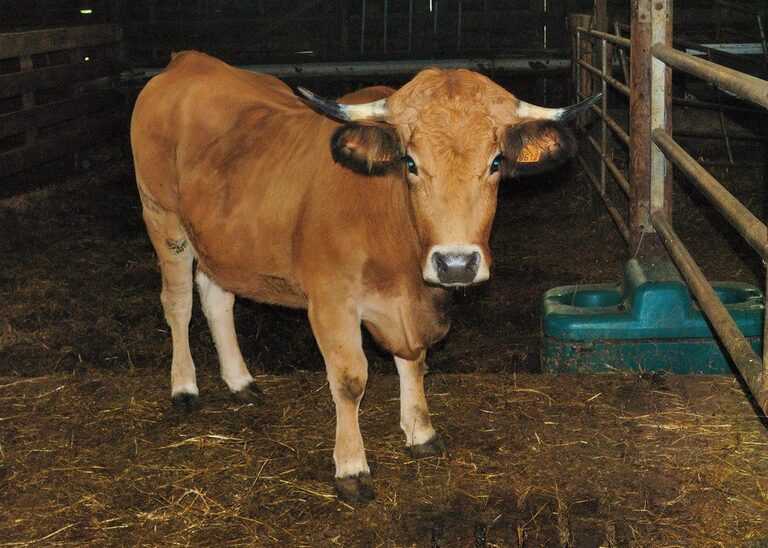 Vache aubrac
