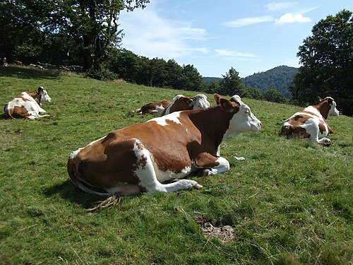 vache montbéliarde