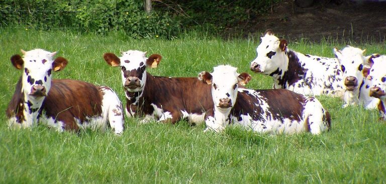 Vaches normandes