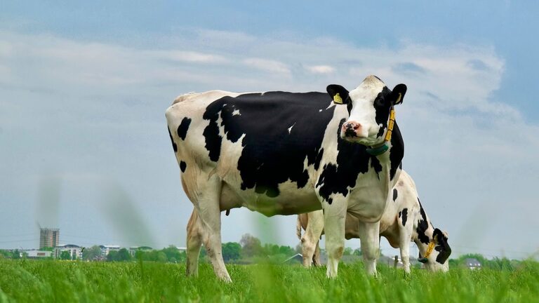 vache prim'holstein