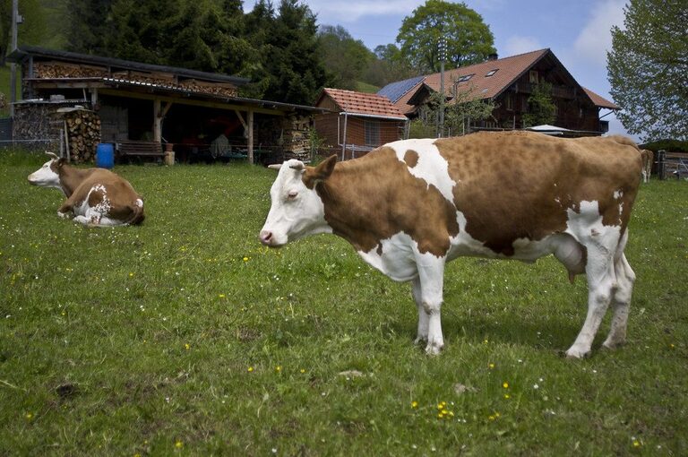 Vache Simmental