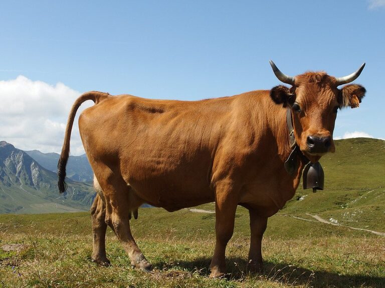 vache tarentaise