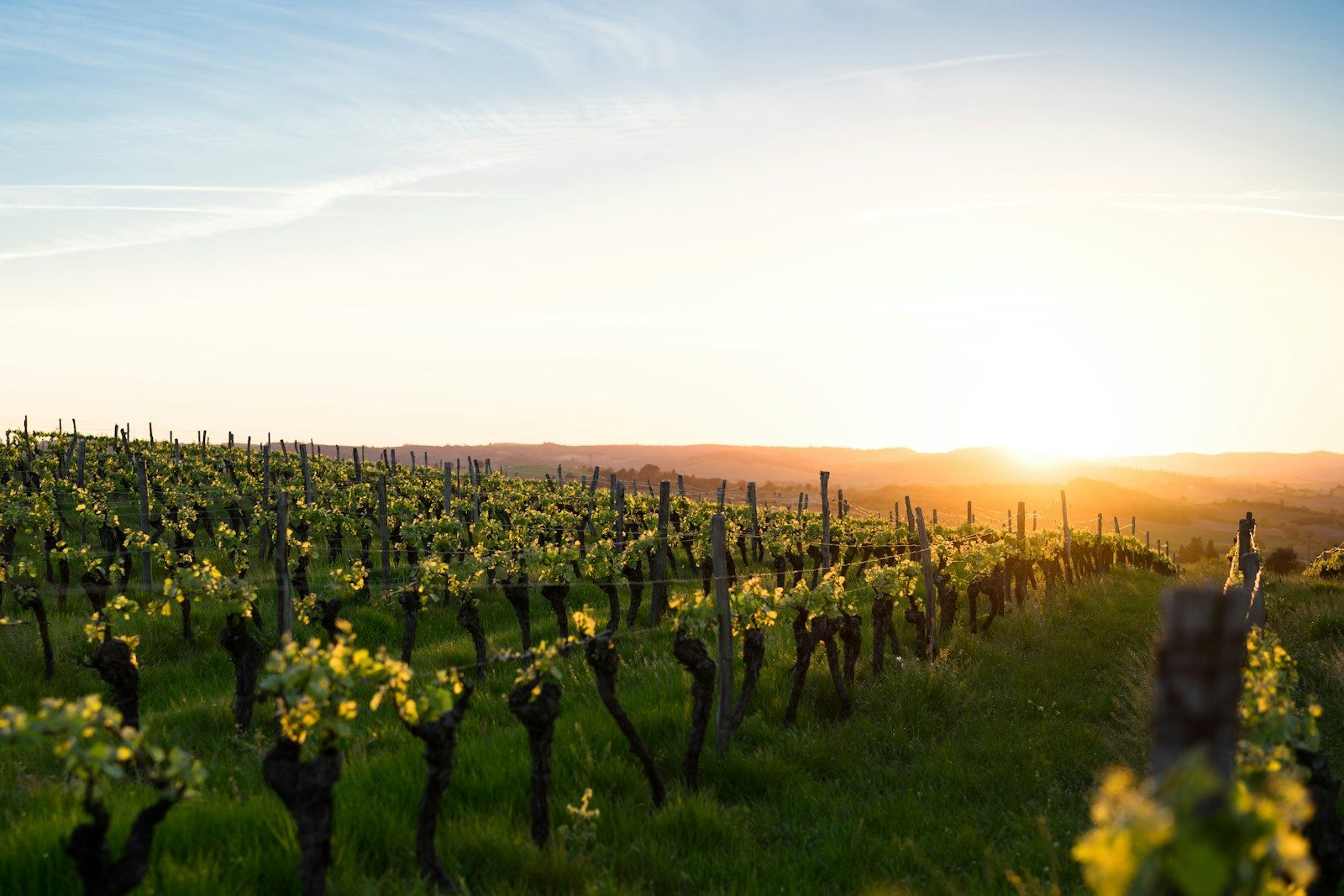 vigne france