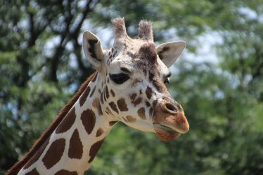 girafe-expression
