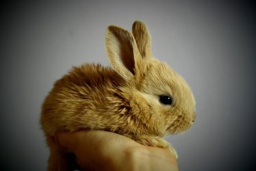 poser-un-lapin